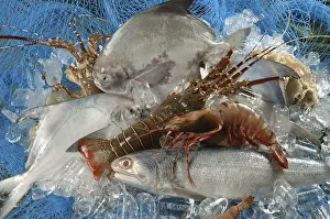 Non Vegetarian, Sea food, dead fish pomfret prawns lobsters