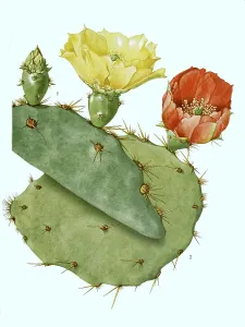 Nopale (Opuntia), digitally restored reproduction of an original from the 19th century