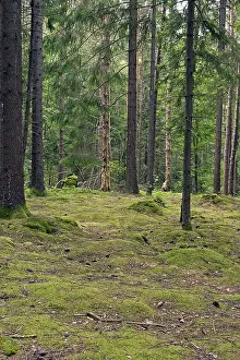 Nordic, boreal coniferous forest Nordic