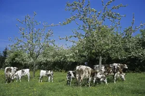 Normandy cow, domestic cattle in Calvados