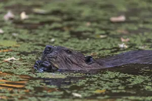 One North American beaver or Canadian beaver