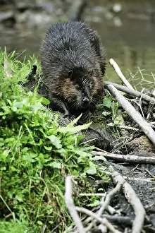 North American Beaver (Castor canadensis)