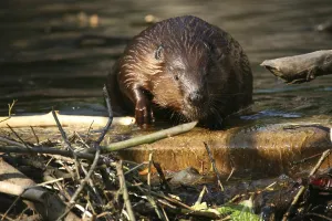 North American Beaver (Castor canadensis)