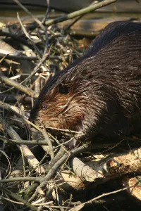 North American Beaver (Castor canadensis)