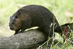North American Beaver (Castor canadensis)