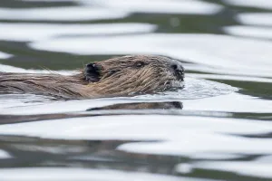 North American beaver (Castor canadensis)