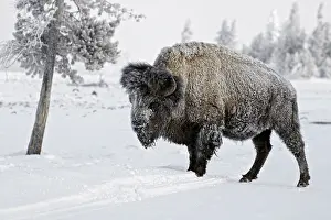 North American Bison (Bison bison) adult male