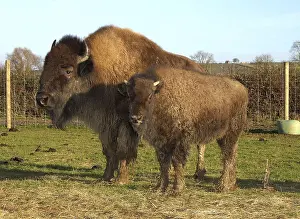 North American Bison (Bison bison) cow with calf