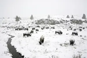 North American Bison (Bison bison) herd in snowstorm