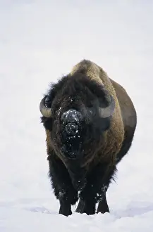North American Bison (Bison bison) In snowstorm