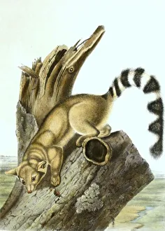 North American cat ferret (Bassariscus astutus)