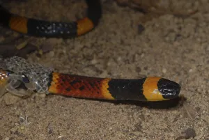 North American coral snake (Micrurus fulvius)