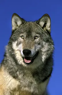 NORTH AMERICAN GREY mackenzie valley wolf (canis lupus occidentalis)