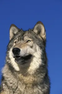 NORTH AMERICAN GREY mackenzie valley wolf (canis lupus occidentalis)