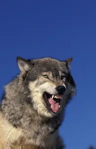 North American Grey Wolf (canis lupus occidentalis)