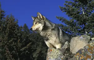 North American Grey Wolf (canis lupus occidentalis)