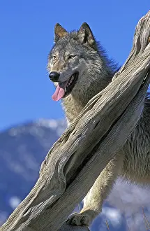 North American Grey Wolf (canis lupus occidentalis)