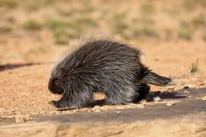 North American Porcupine (Erethizon dorsatum), adult, walking, captive, Colorado Plateau, Utah, United States, North America