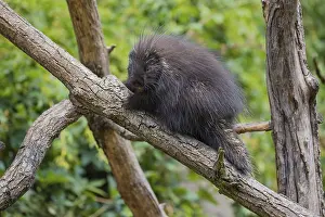 One North American porcupine (Erethizon dorsatum)