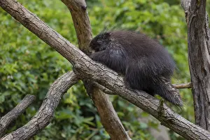 One North American porcupine (Erethizon dorsatum)