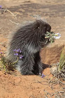 North american porcupine (Erethizon dorsatum)