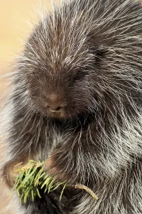 North american porcupine (Erethizon dorsatum)