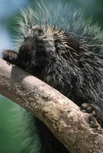 North American Porcupine (Erethizon dorsatum)