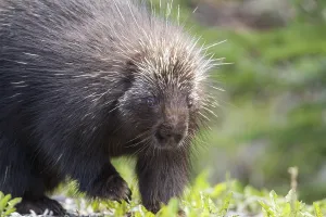 North american porcupine (Erethizon dorsatum) watching