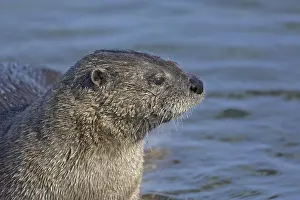 North American River Otter (Lontra canadensis)