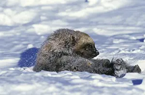 North American Wolverine (gulo gulo) luscus