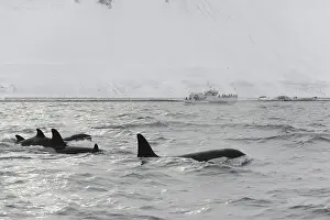 North Atlantic Killer Whale (Orcinus orca) pod