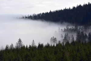 North, Black Forest near Kaltenbronn