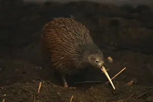 The North Island brown kiwi, Apteryx mantelli