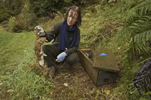 North Island Brown Kiwi (Apteryx mantelli) conservation program