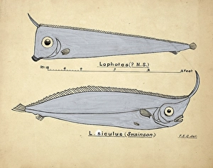 North Pacific Crestfish or Unicornfish, a crestfish of the genus Lophotus, Possibly Lophotes capallei, Crested bandfish, fish, reproduction of an original, by Frank Edward Clarke (b. 1849, d. 1899), ichthyologist and scientific draughtsman