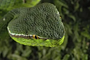 North Philippine Temple Pit Viper (Tropidolaemus subannulatus)