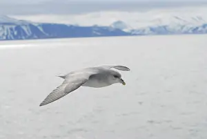Northern arctic fulmar bird gliding over the arctic sea