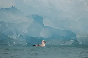 Northern or Arctic fulmar (Fulmarus glacialis)