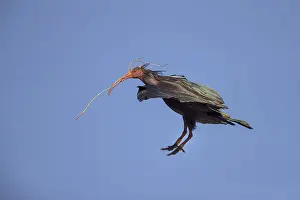 Northern bald ibis (Geronticus eremita)