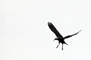 Northern Bald Ibis (Geronticus eremita)