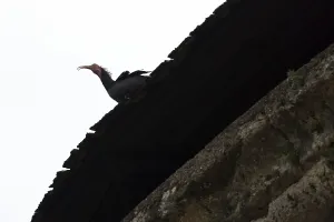 Northern bald ibis (Geronticus eremita)
