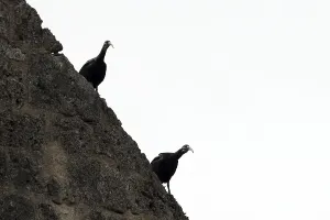 Northern Bald Ibis (Geronticus eremita)