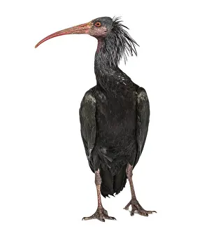 Northern Bald Ibis, Geronticus eremita