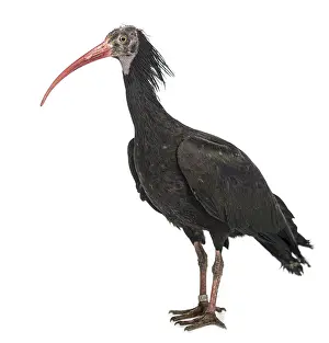 Northern Bald Ibis, Geronticus eremita