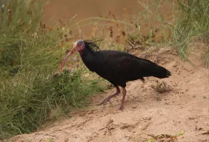 Northern Bald Ibis (Geronticus eremita) adult