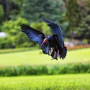 Northern bald ibis (Geronticus eremita) approaching