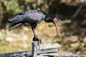 Northern Bald Ibis (Geronticus eremita) Captive Germany