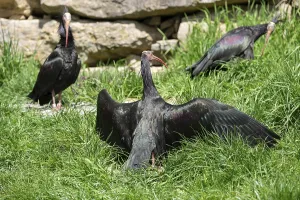 Northern bald ibis (Geronticus eremita) sunbathing