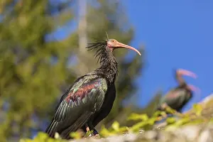 A Northern Bald Ibis, Hermit Ibis