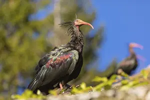 A Northern Bald Ibis, Hermit Ibis